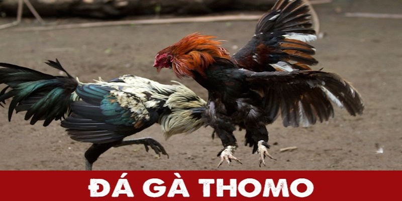 Sơ lược về đá gà Thomo