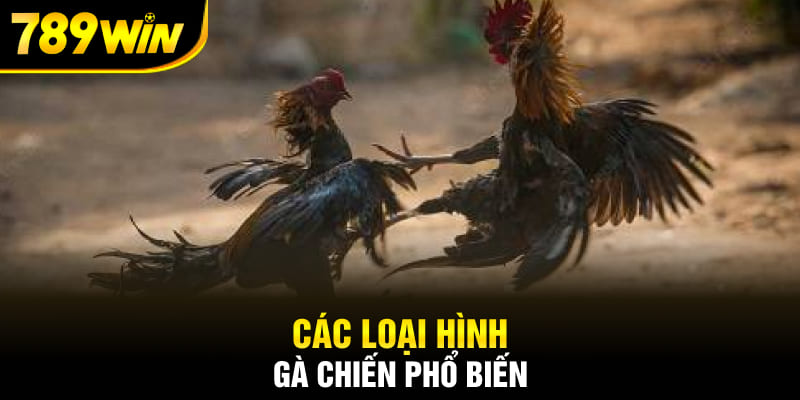 Các loại hình gà chiến phổ biến