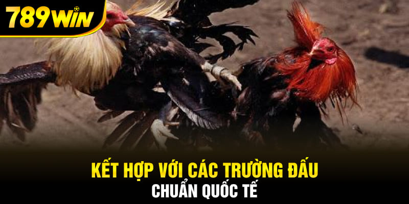 Kết hợp với các trường đấu chuẩn quốc tế