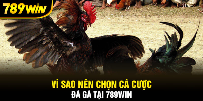 Vì sao nên chọn cá cược đá gà tại 789Win